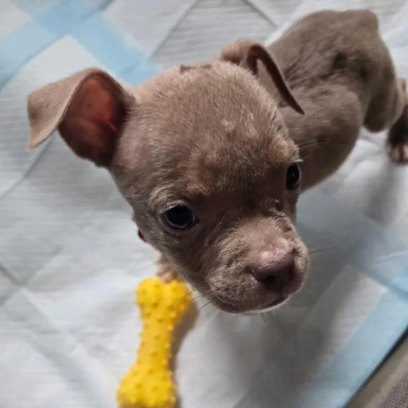 A baby small-sized female Pit Bull Terrier dog named Ethel for adoption in Columbia Station, OH