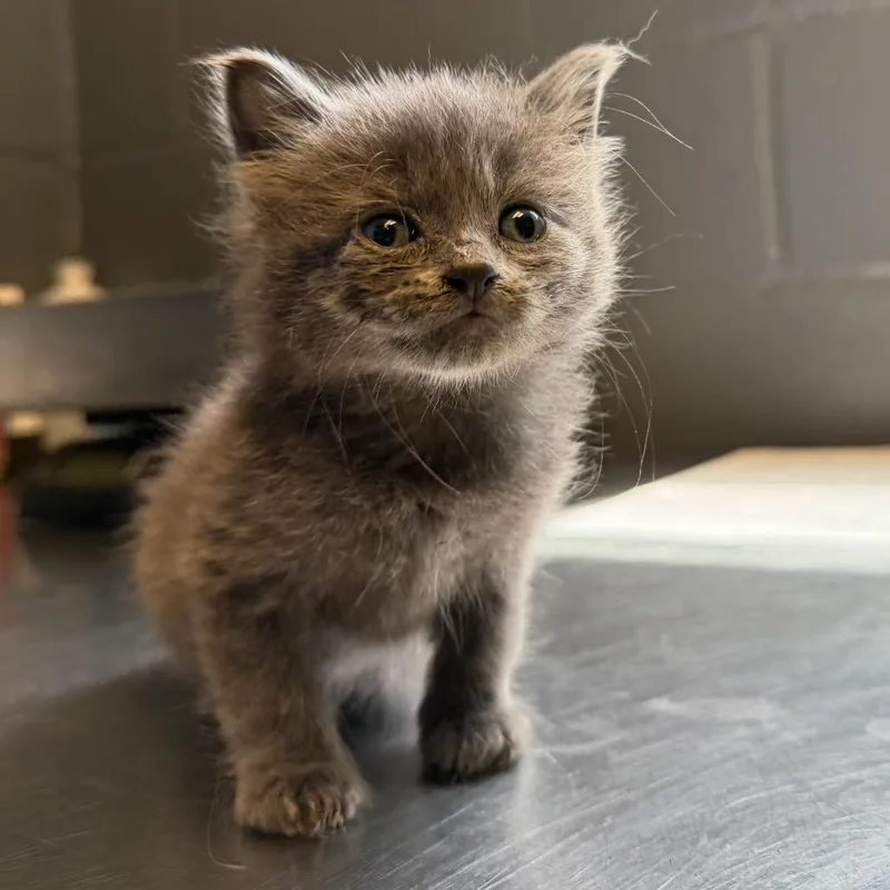 A baby small-sized female Gray / Blue / Silver Domestic Short Hair cat named River for adoption in Pasadena , MD