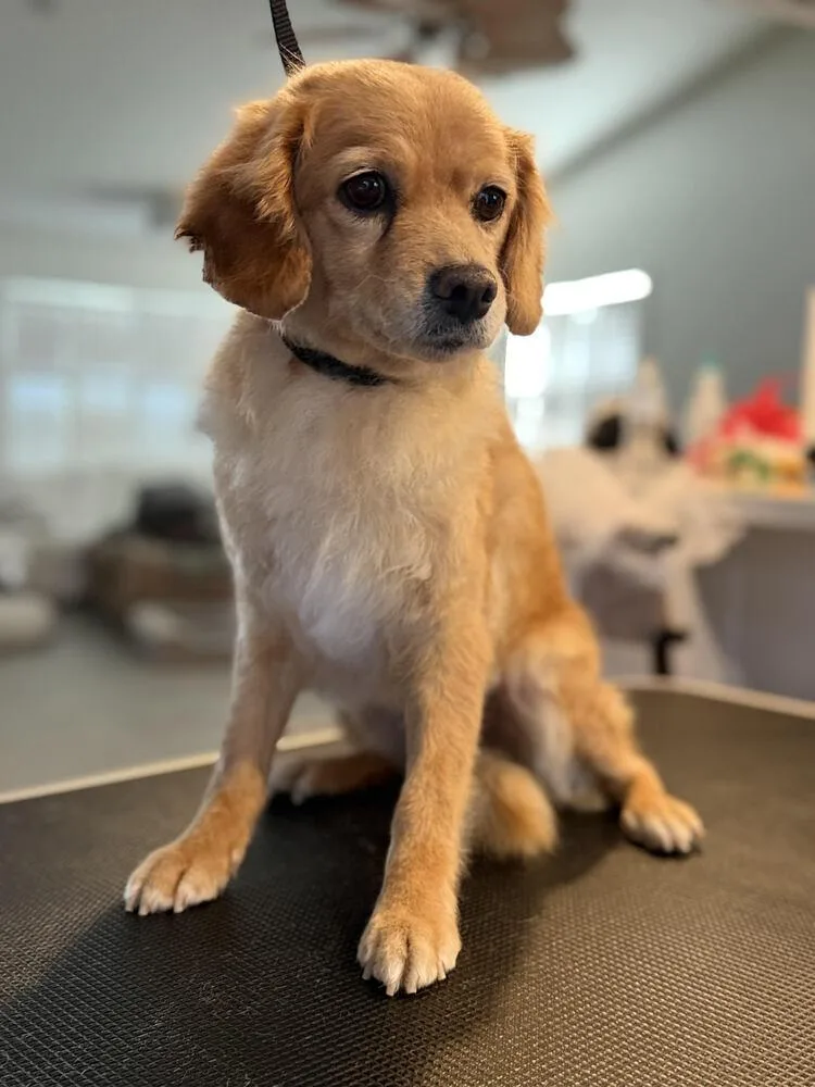 An adult medium-sized female Brown / Chocolate Cocker Spaniel dog named Bailey for adoption in Lancaster, CA