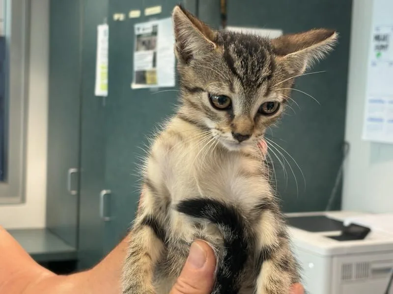 A baby medium-sized female Domestic Short Hair cat named Ellie for adoption in Chatsworth, CA