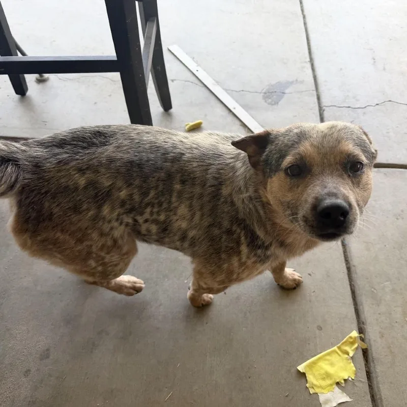 An adult medium-sized male Gray / Blue / Silver Australian Cattle Dog / Blue Heeler dog named Alastor for adoption in Sonoma, CA