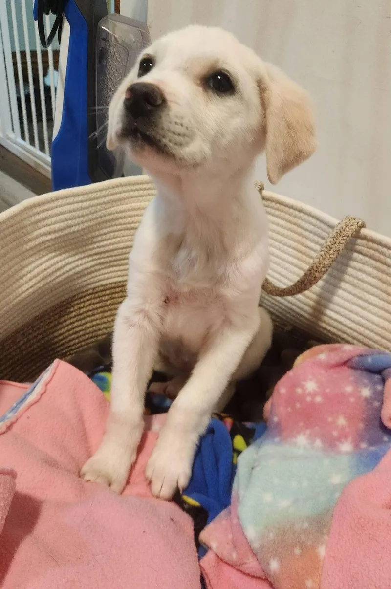 A baby medium-sized female Yellow Labrador Retriever dog named Moana And Simea for adoption in Kankakee, IL