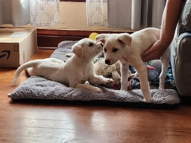 Moana And Simea thumbnail 2