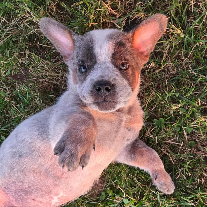 A baby large-sized male White / Cream Cattle Dog dog named Rookie for adoption in Avon, OH
