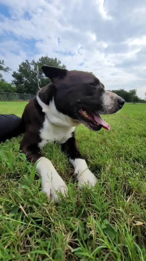 An adult medium-sized male Black Pit Bull Terrier dog named Devo for adoption in Hamilton , TX