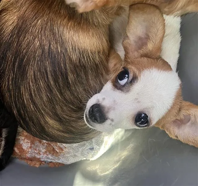 A baby small-sized male Terrier dog named Tres for adoption in San Antonio, TX
