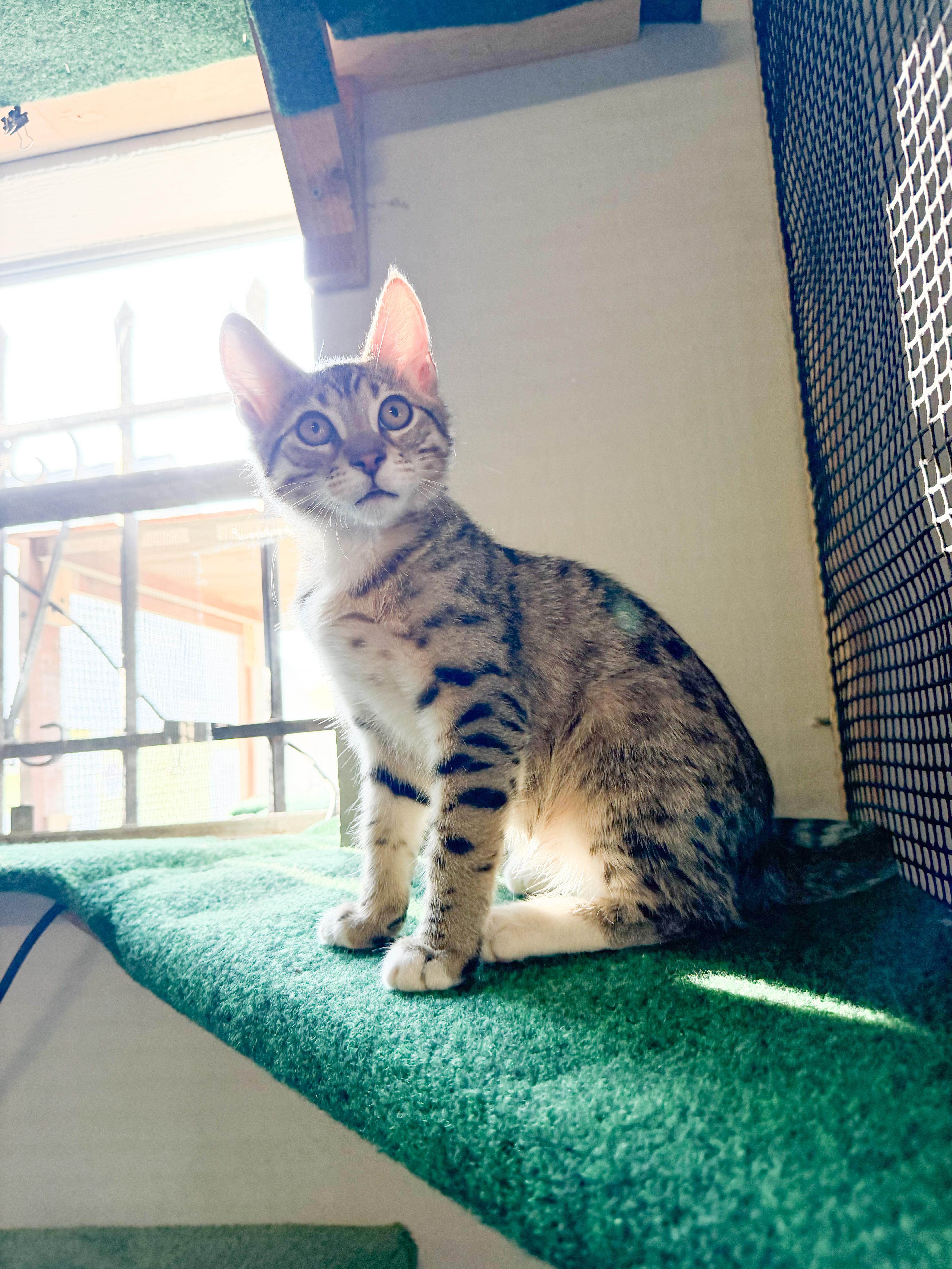 Loki thumbnail 3