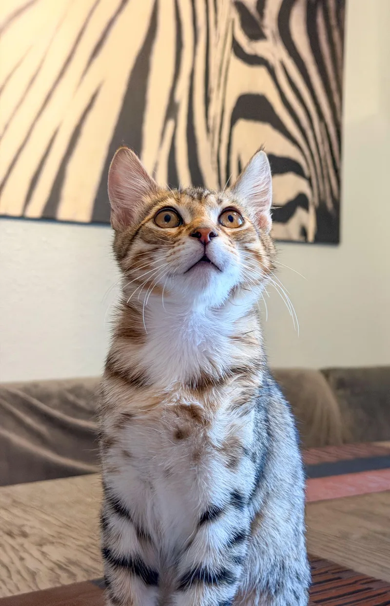 Loki thumbnail 6