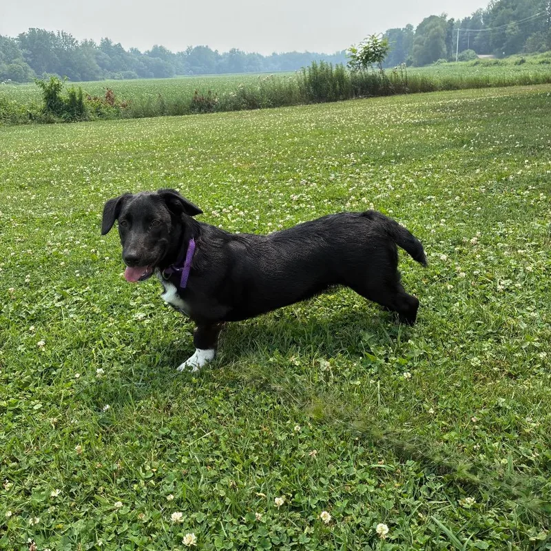 A baby small-sized male Black Cardigan Welsh Corgi dog named Yancey for adoption in McKean, PA