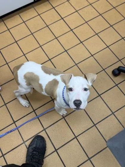 A young medium-sized female Hound dog named Flor for adoption in Gainesville, FL