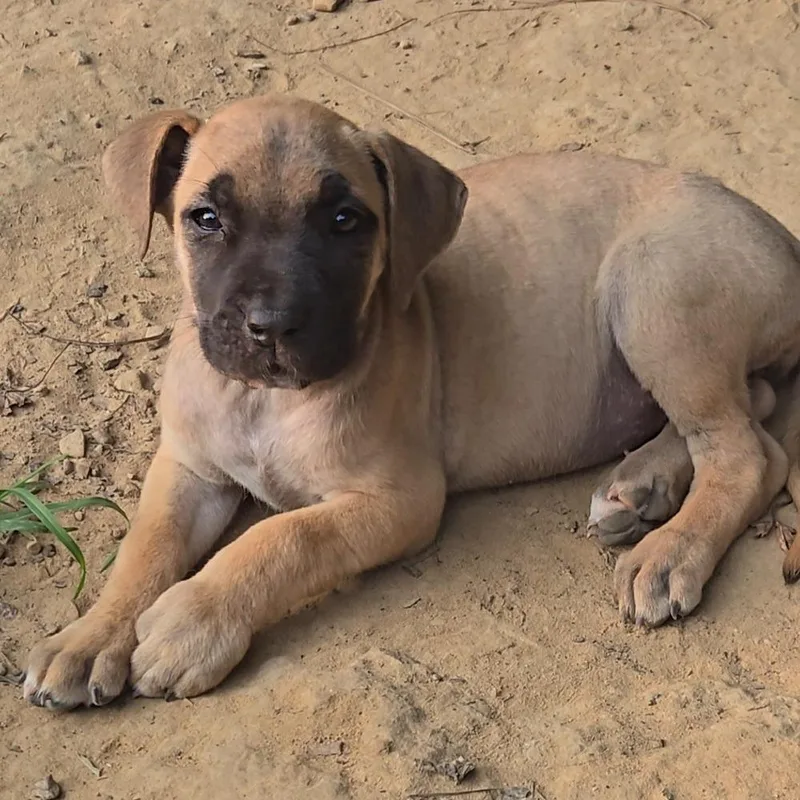 A baby large-sized female Brown / Chocolate Mixed Breed dog named Sarah for adoption in Brownsboro, AL