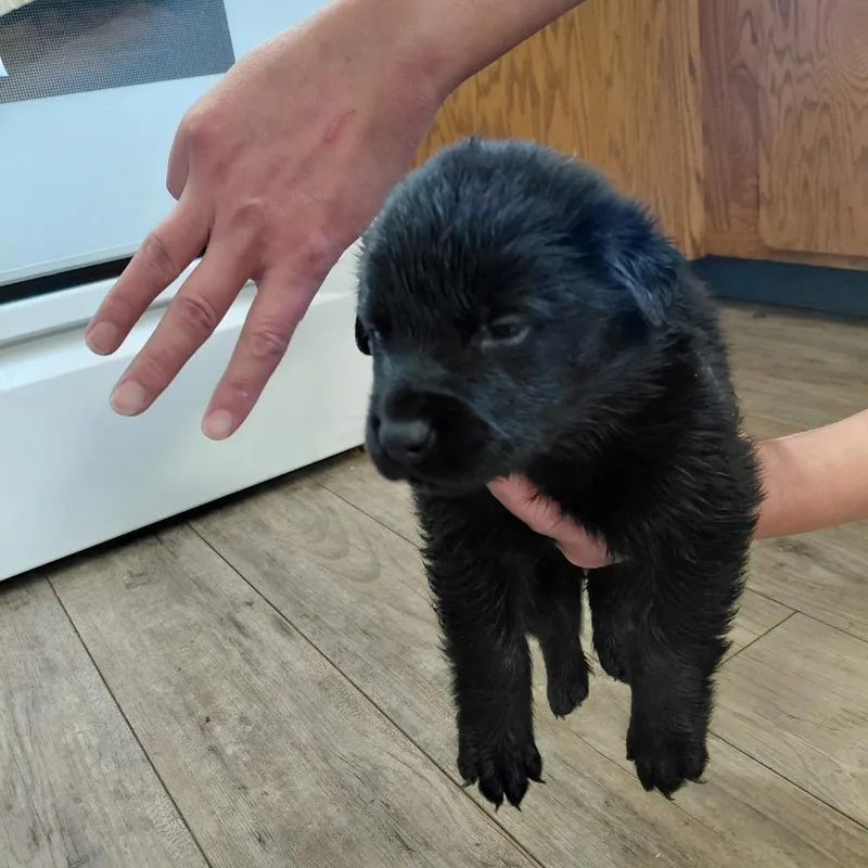 A baby large-sized male Black Rottweiler dog named Lucien for adoption in Tacoma, WA
