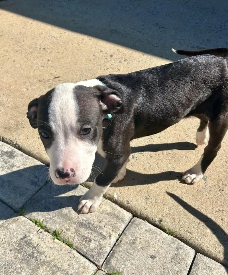 A baby medium-sized male Tricolor (Brown, Black, & White) Mixed Breed dog named Tony for adoption in Mooresville, NC