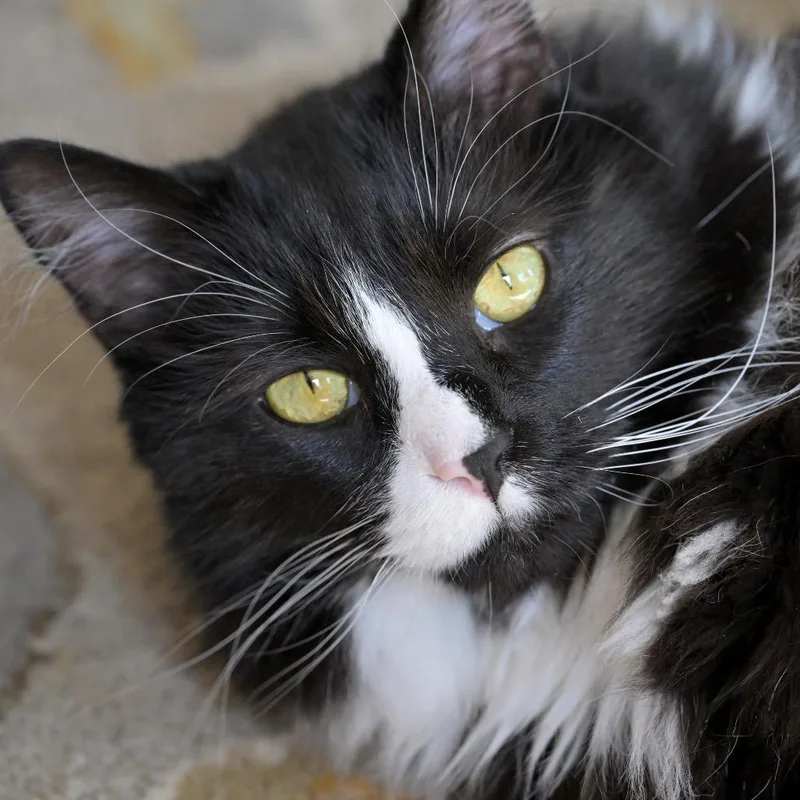 A senior small-sized male Black Domestic Long Hair cat named Dwight for adoption in Potomac, MD
