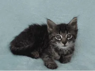 A baby small-sized female Domestic Short Hair cat named Downy for adoption in Largo, FL