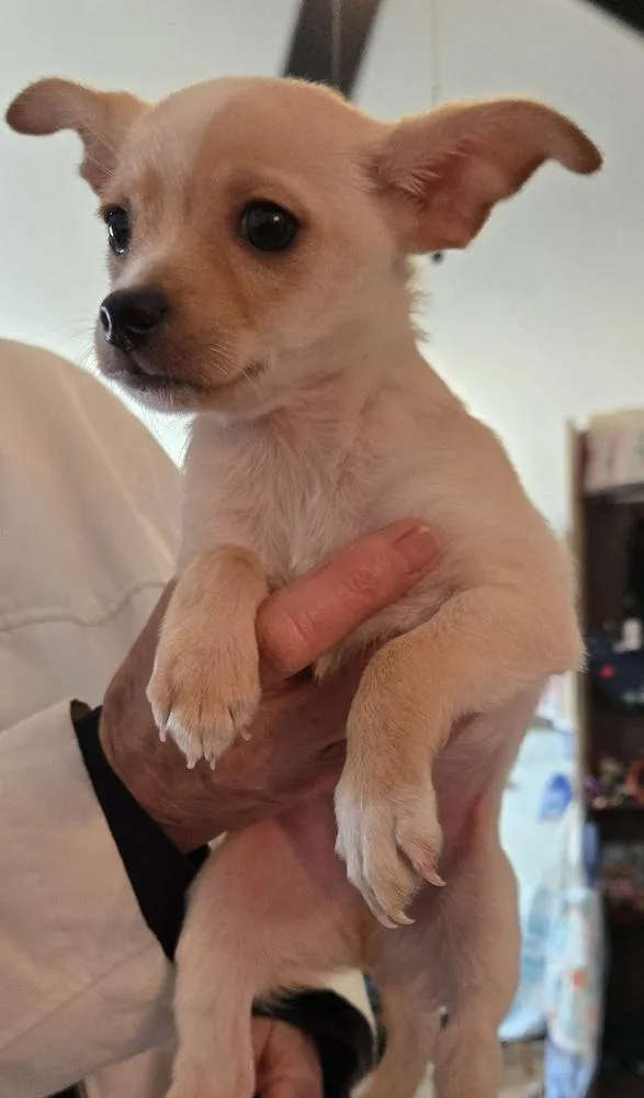 A baby small-sized male Chihuahua dog named R Lego for adoption in Warrenton, MO