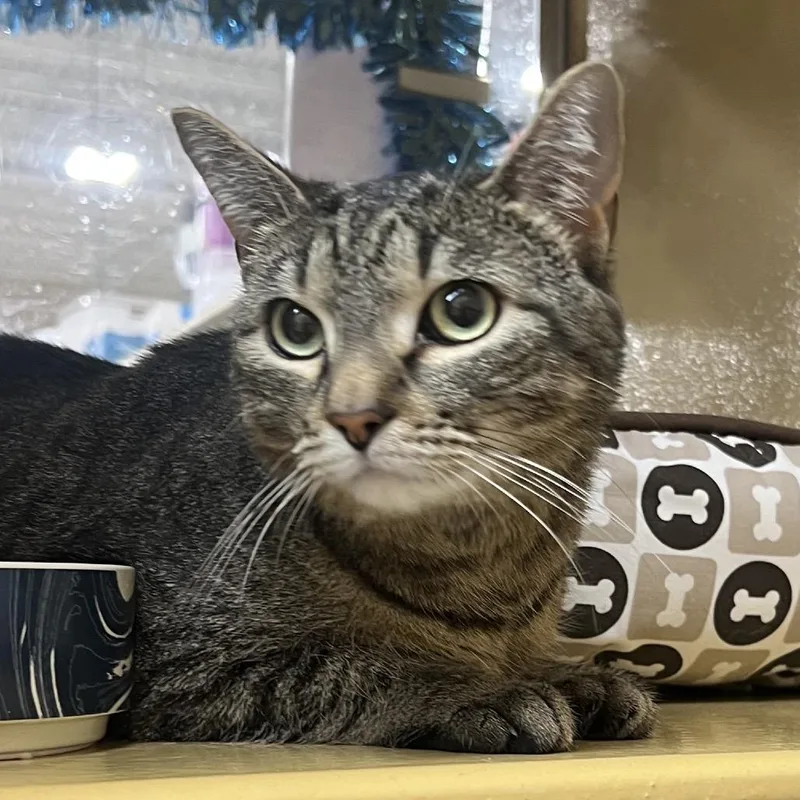 An adult large-sized female Gray / Blue / Silver American Shorthair cat named Moonlight for adoption in Oceanside, NY