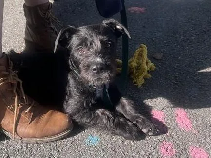 A young small-sized male Scottish Terrier dog named Scotty for adoption in Palo Alto, CA