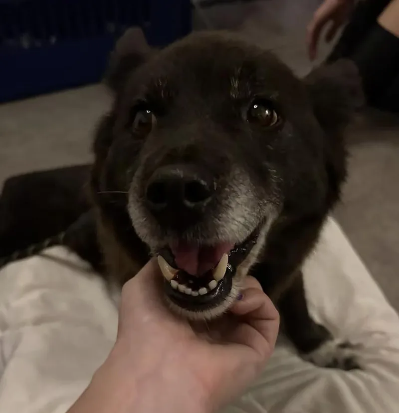 A senior small-sized male Black Corgi dog named Burrito for adoption in los angeles, CA
