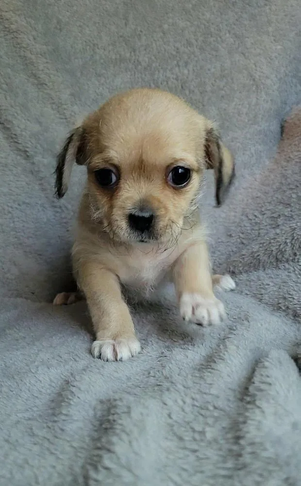 A baby small-sized female Shih Tzu dog named Cricket for adoption in China Township, MI