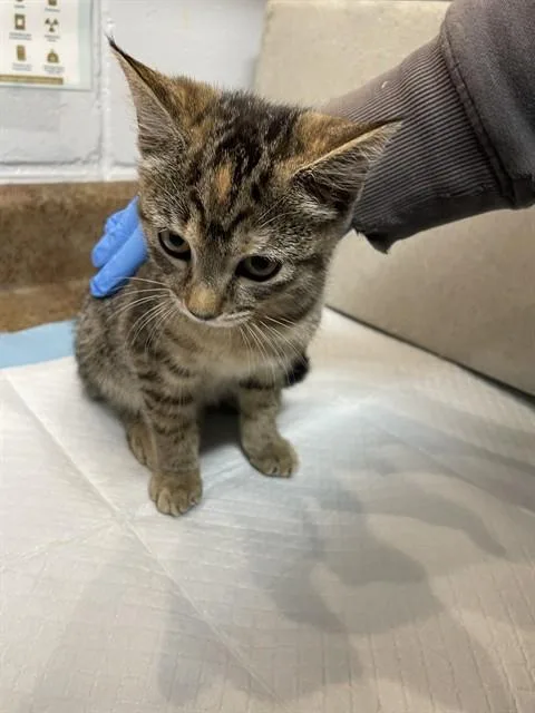 A baby small-sized female Domestic Short Hair cat named Bambi for adoption in Tallahassee, FL
