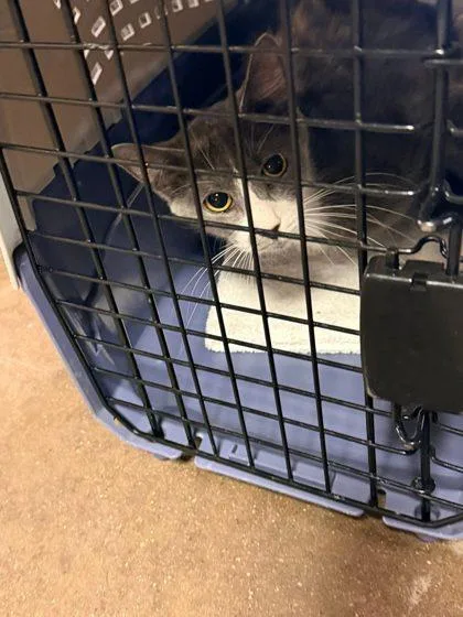 A young medium-sized female Domestic Short Hair cat named Rover for adoption in Hobart, IN