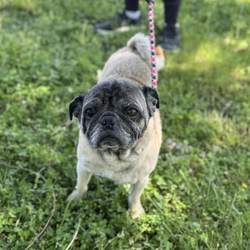 An adult small-sized male Yellow / Tan / Blond / Fawn Pug dog named Chip for adoption in Maynardville, TN