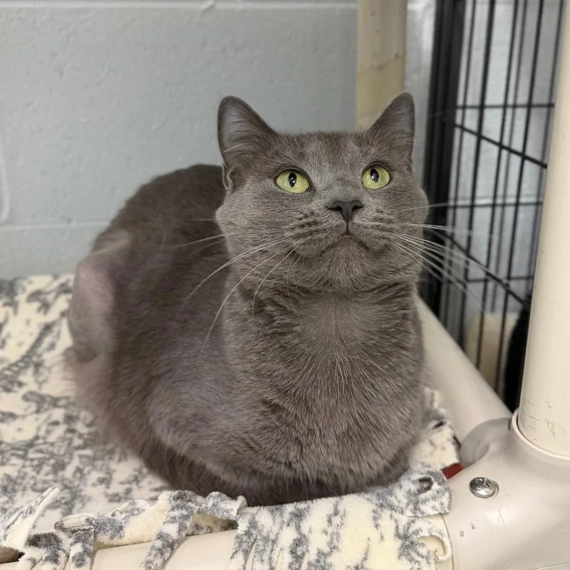 An adult medium-sized female Gray / Blue / Silver Domestic Short Hair cat named Josephine for adoption in Fredericksburg, VA
