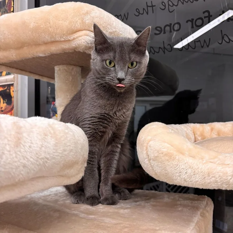 Josephine thumbnail 4