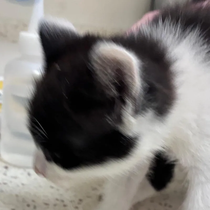 A baby small-sized female Black Domestic Short Hair cat named Toadette for adoption in Auburn, AL