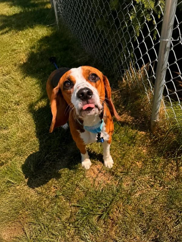 An adult medium-sized male Beagle dog named Trigger for adoption in Stratham, NH