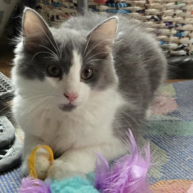 A baby small-sized male Gray & White Domestic Long Hair cat named Malcom for adoption in Grand Rapids, MI