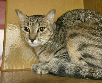 An adult small-sized female Domestic Short Hair cat named Whisky Whiskers for adoption in Phoenix, AZ