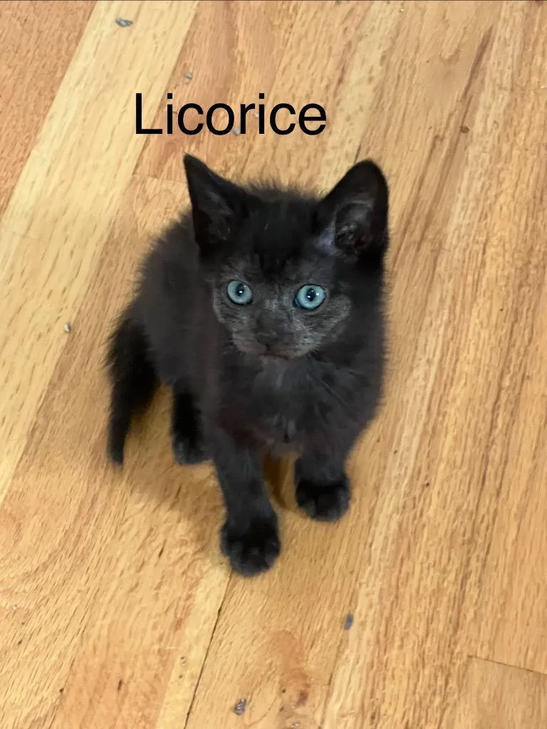 Licorice thumbnail 2