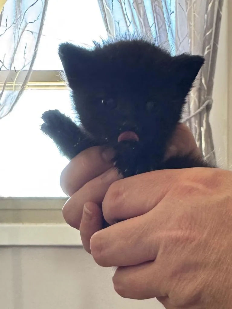 Licorice thumbnail 3