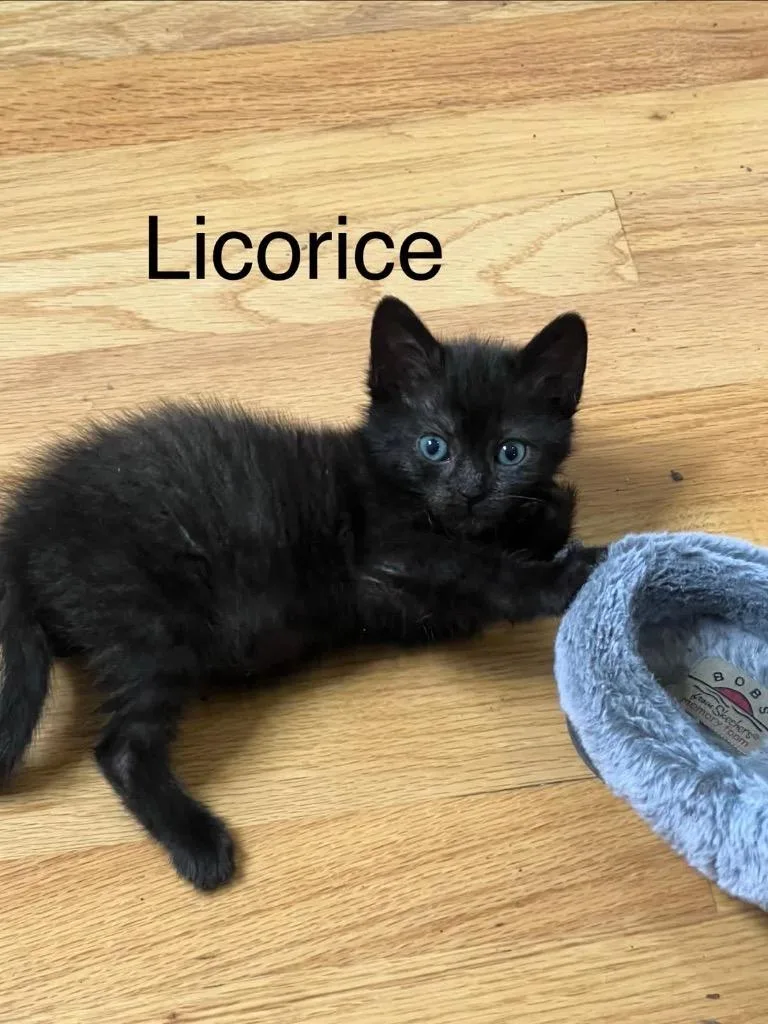 Licorice thumbnail 6