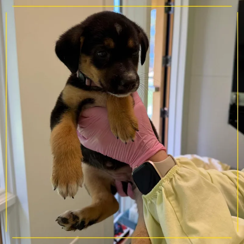 A baby medium-sized female Mixed Breed dog named Cuppa Tea for adoption in Austin, TX
