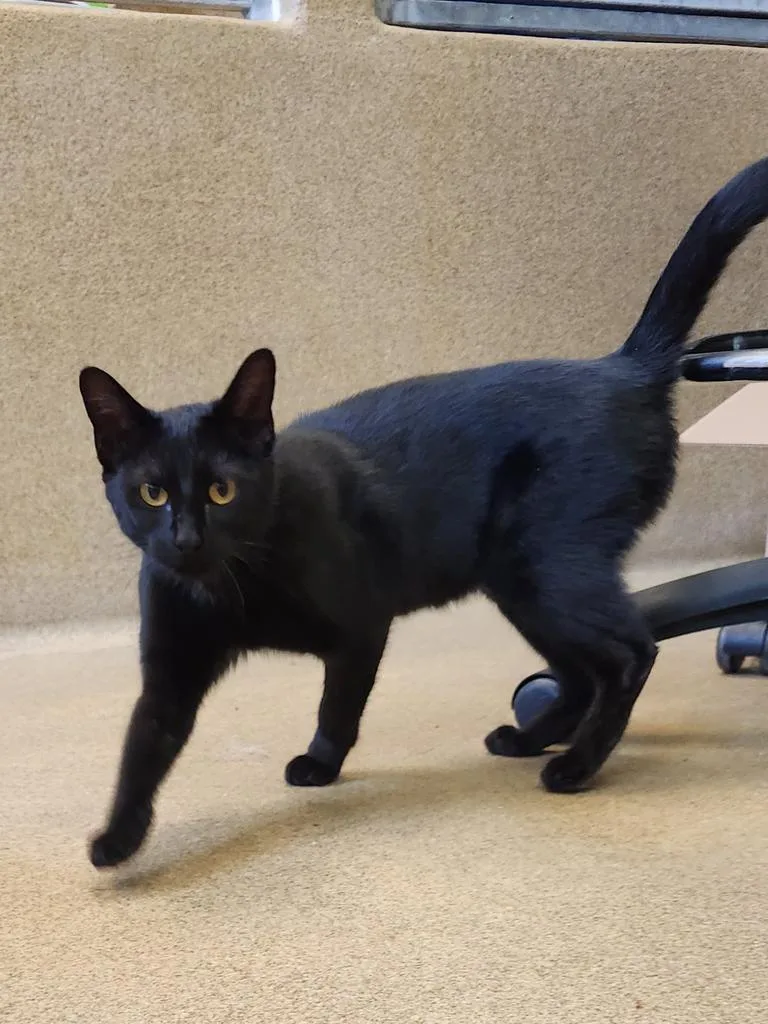 A young small-sized female Domestic Short Hair cat named Oatcake for adoption in Grand Forks, ND