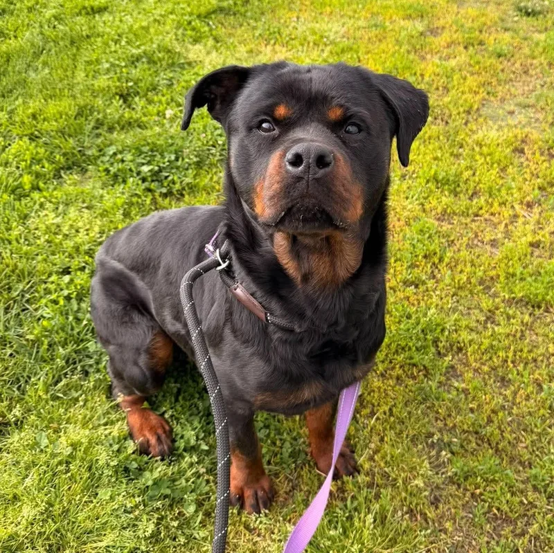 A young large-sized female Rottweiler dog named Raven for adoption in Valparaiso, IN