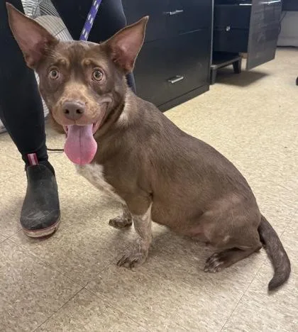 An adult medium-sized female Cattle Dog dog named Heely for adoption in St. Anne, IL