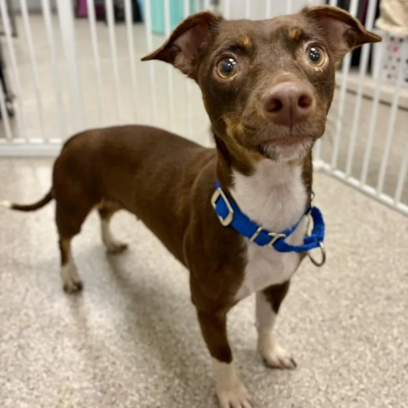 A young small-sized female Dachshund dog named Simone for adoption in Whitehall, PA