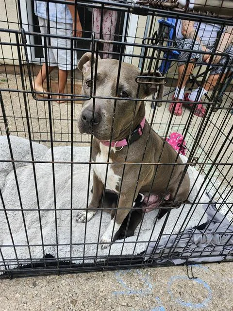 An adult large-sized female American Staffordshire Terrier dog named Princess for adoption in San Antonio, TX