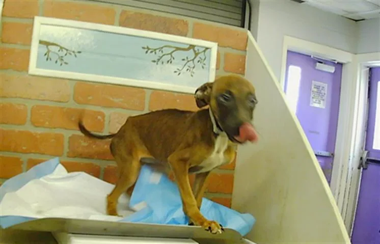 A baby small-sized female Staffordshire Bull Terrier dog named Trace for adoption in Houston, TX