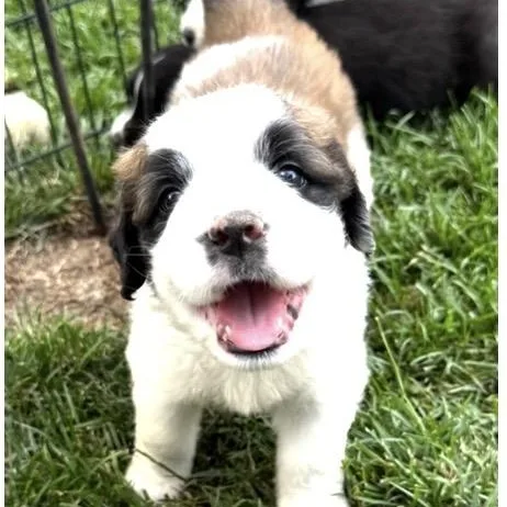 A baby large-sized male Golden Saint Bernard dog named Einstein for adoption in Santa Rosa, CA