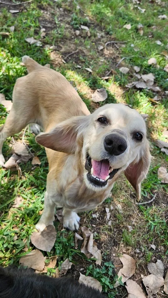 An adult small-sized female Cocker Spaniel dog named Dahlia for adoption in Austin, TX