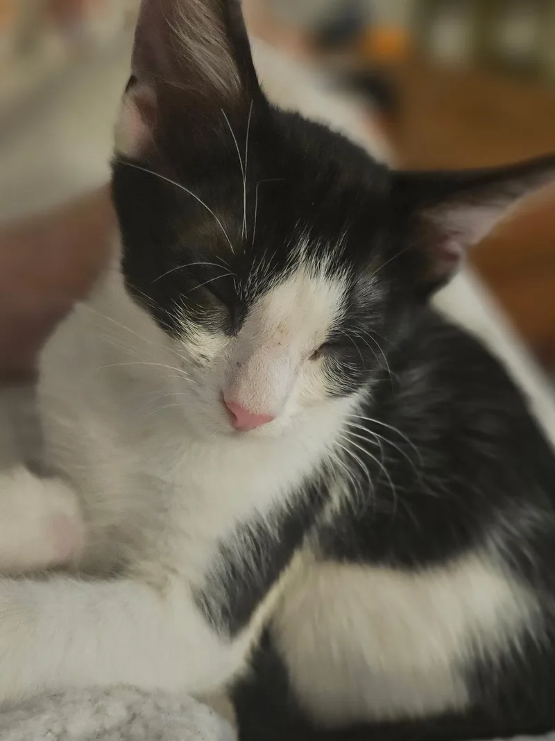 A baby small-sized female Black & White / Tuxedo Domestic Short Hair cat named Sunny for adoption in Pearland, TX