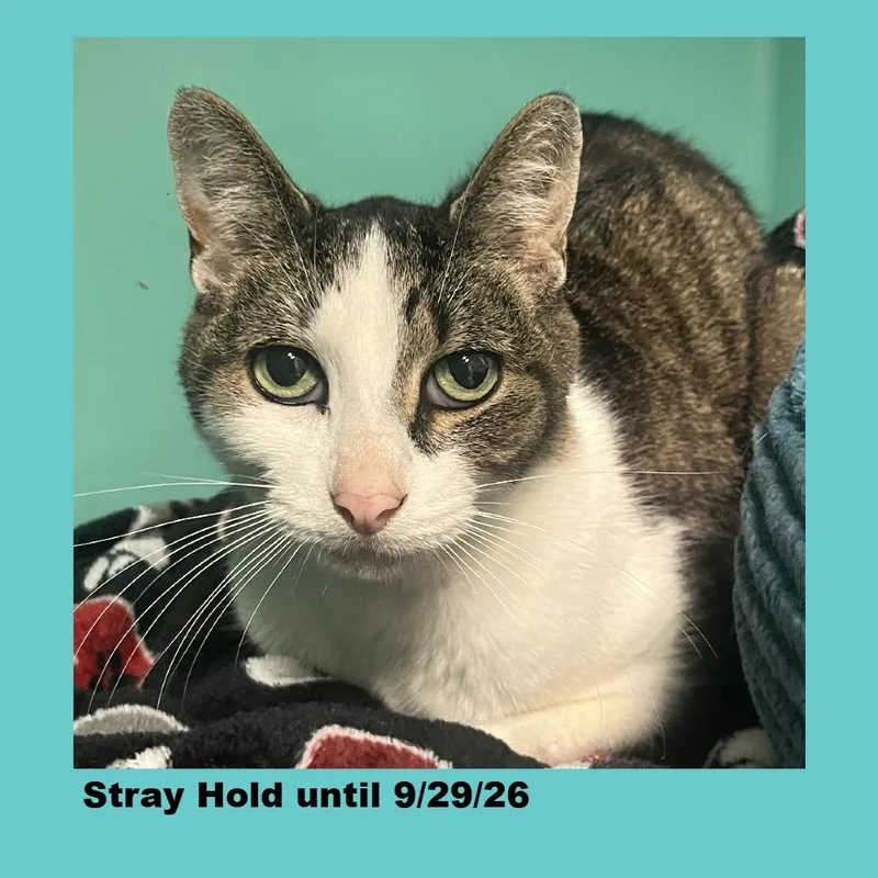 An adult medium-sized male Gray / Blue / Silver Domestic Short Hair cat named Mr. Magoo for adoption in Owosso, MI
