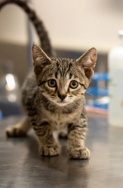 A baby medium-sized female Domestic Short Hair cat named Sophie for adoption in Houston, TX