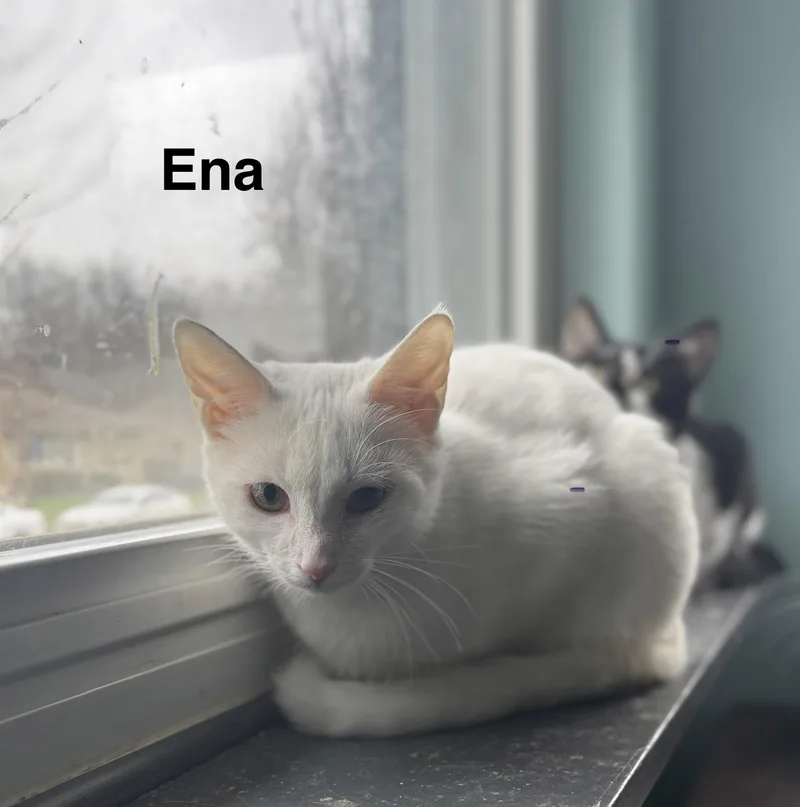 Ena