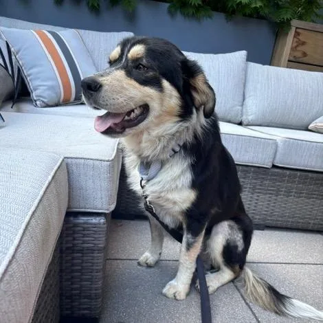 A young medium-sized male Black Mixed Breed dog named Crostini for adoption in Buffalo, MN